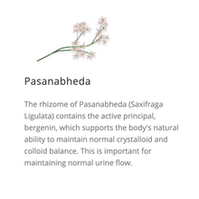 Load image into Gallery viewer, Nefrotec DS Vet Tablets 60